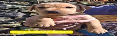 Yellow Boy