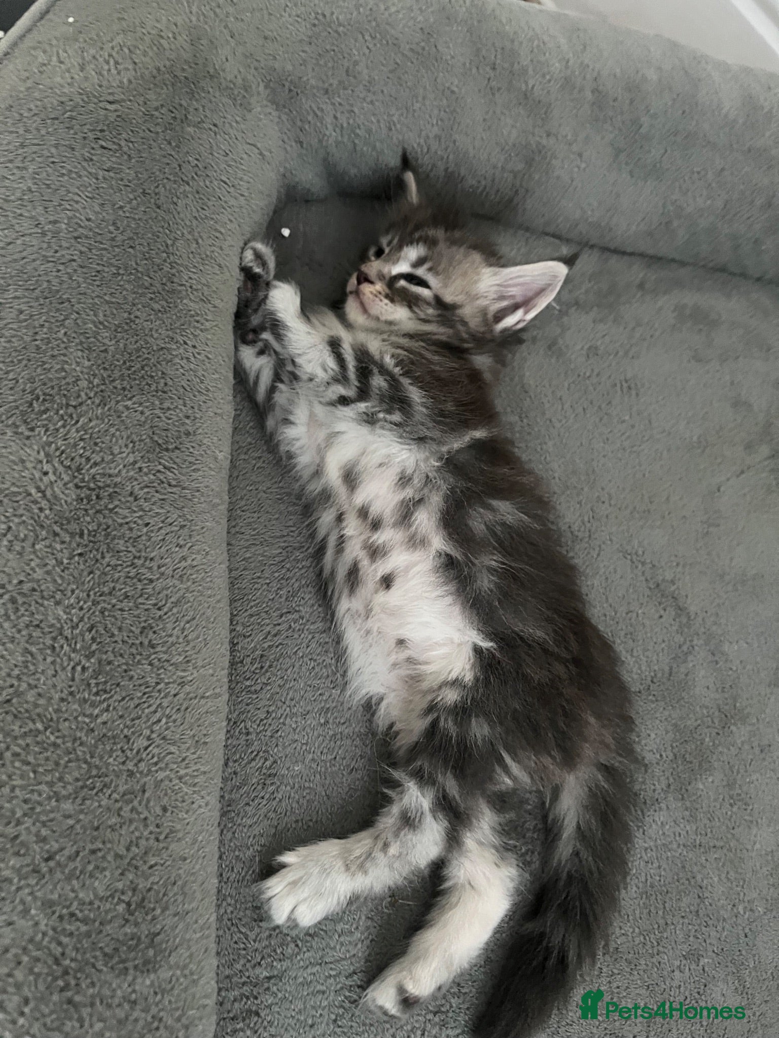 Maine Coon cats Maine coon kittens GCCF registered - Advert 4