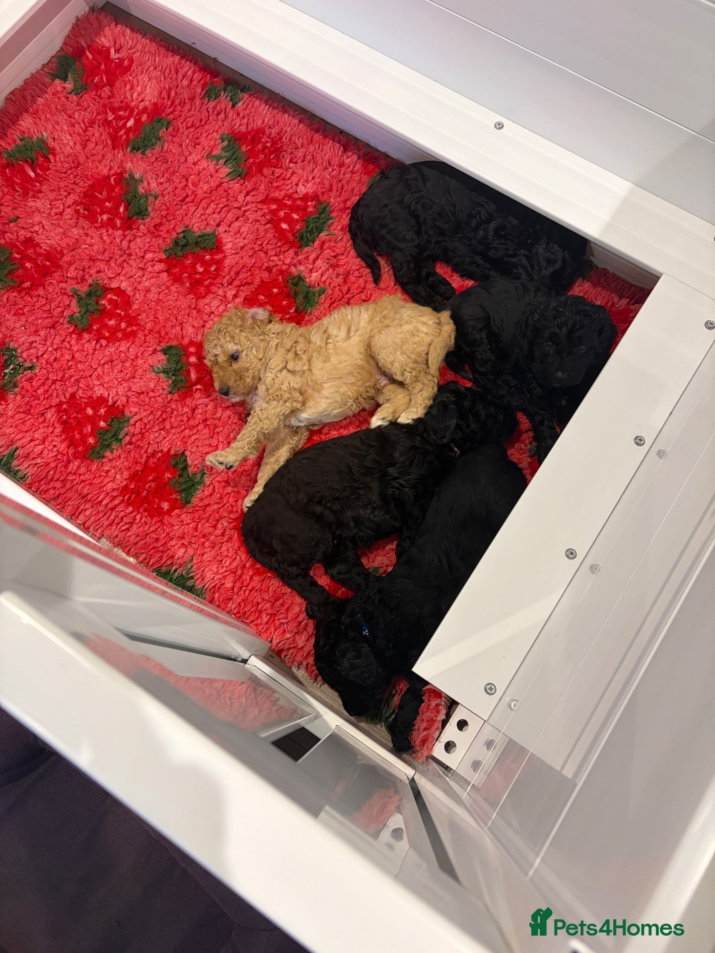 Australian Labradoodle dogs for sale: Multigenerational Australian labradoodles  - Advert 2