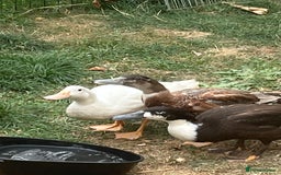Ducks poultry for sale: Indian Runner ducks  - Image 1