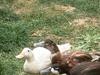 Ducks poultry for sale: Indian Runner ducks with all equipment - Advert 1