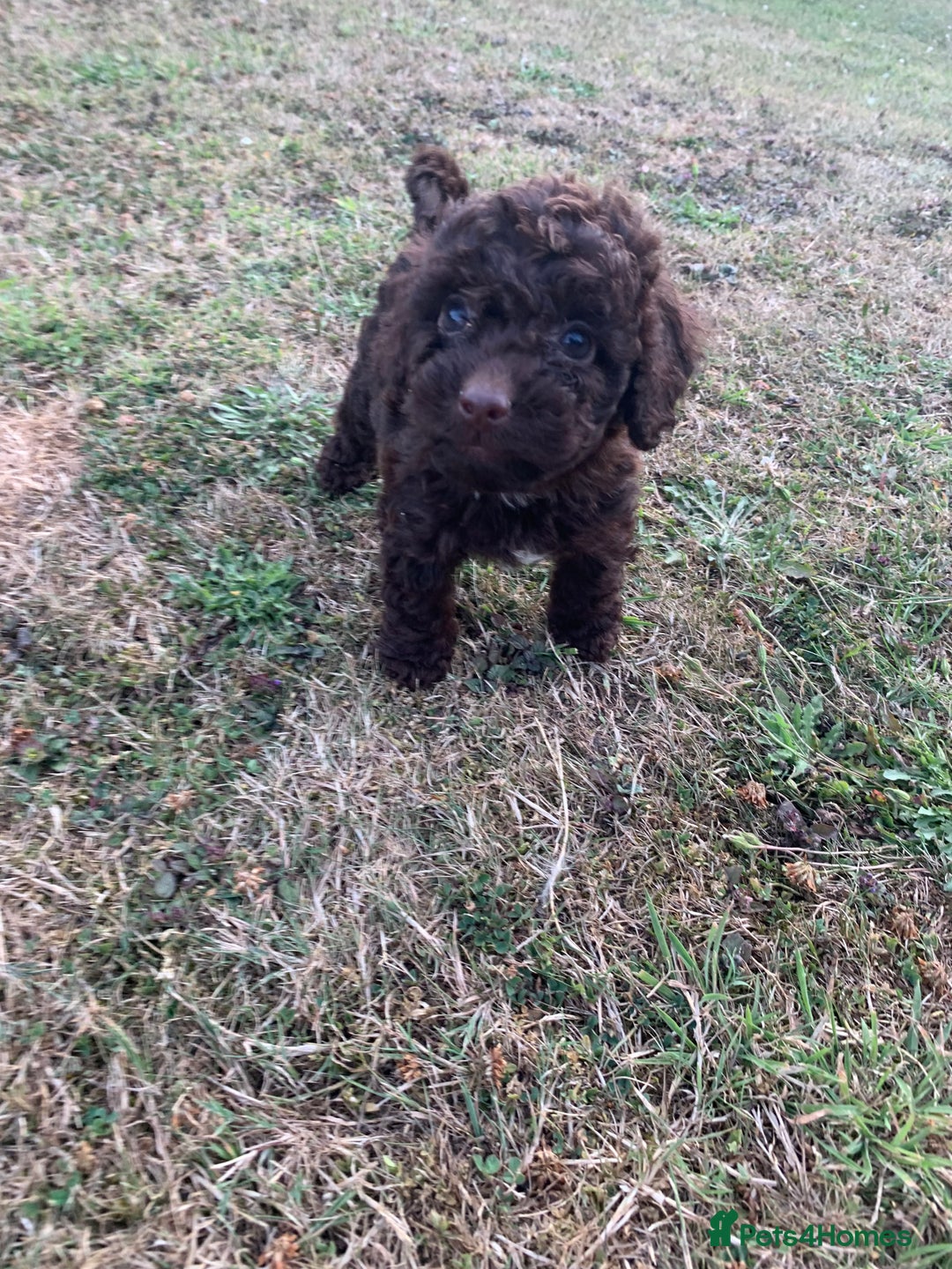 Cockapoo dogs for sale: Stunning F1B Cockapoo puppies  - Image 10