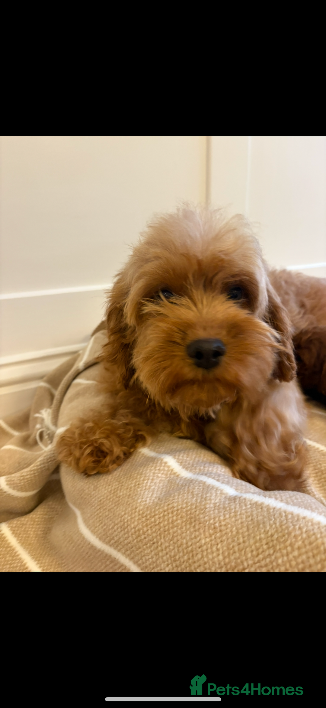 Cavapoo dogs for sale: LICENSED BREEDER QUALITY HEALTH TESTED CAVAPOOS - Advert 5