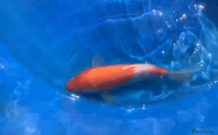 Koi Carp fish - Advert 14