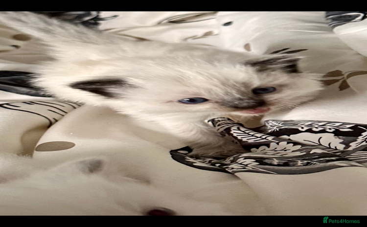 Ragdoll cats - Advert 8