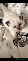 Ragdoll cats - Advert 14