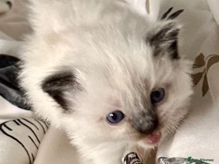 Ragdoll cats ♥️ AMAZING GCCF BABIES 💙 - Advert 9