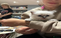 Ragdoll cats for sale: Ragdoll kittens  - Image 6
