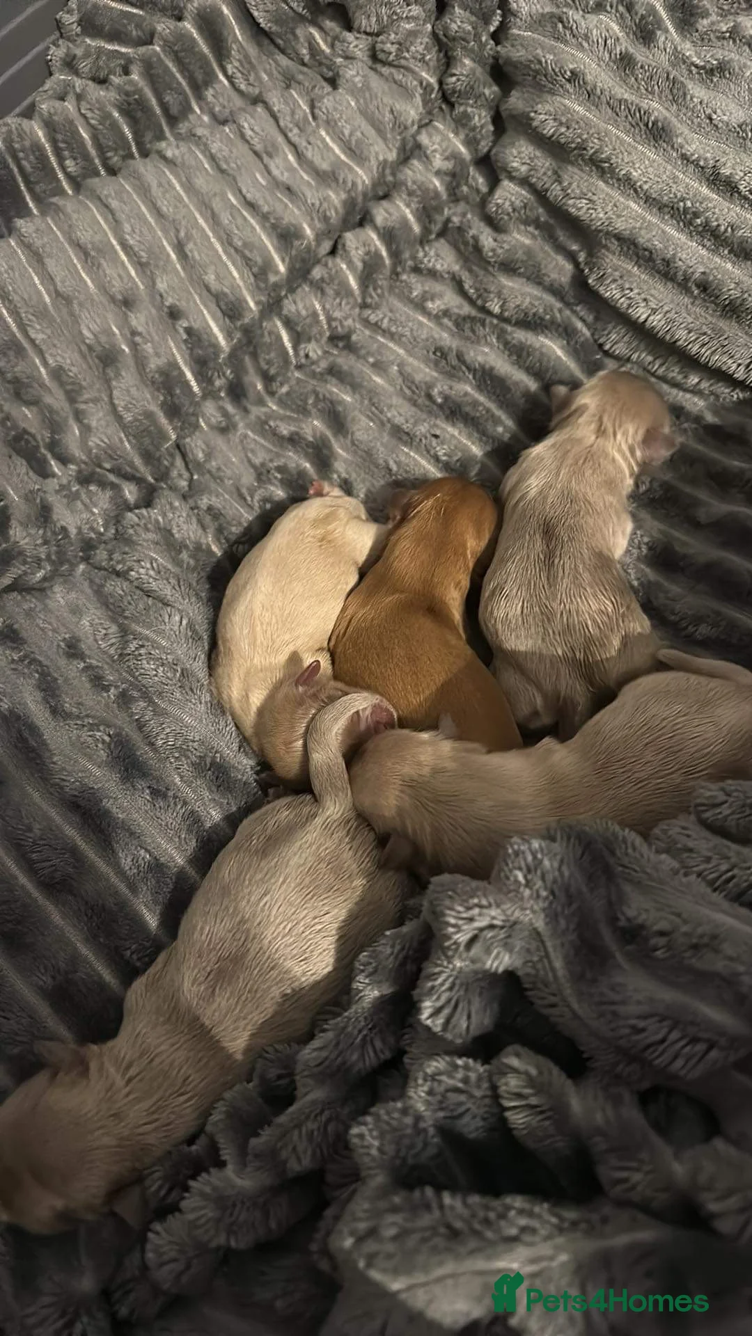 Shih Tzu dogs for stud: STUNNING CHOCOLATE IMPERIAL SHIHTZU OPEN AT STUD in Grays - Advert 39