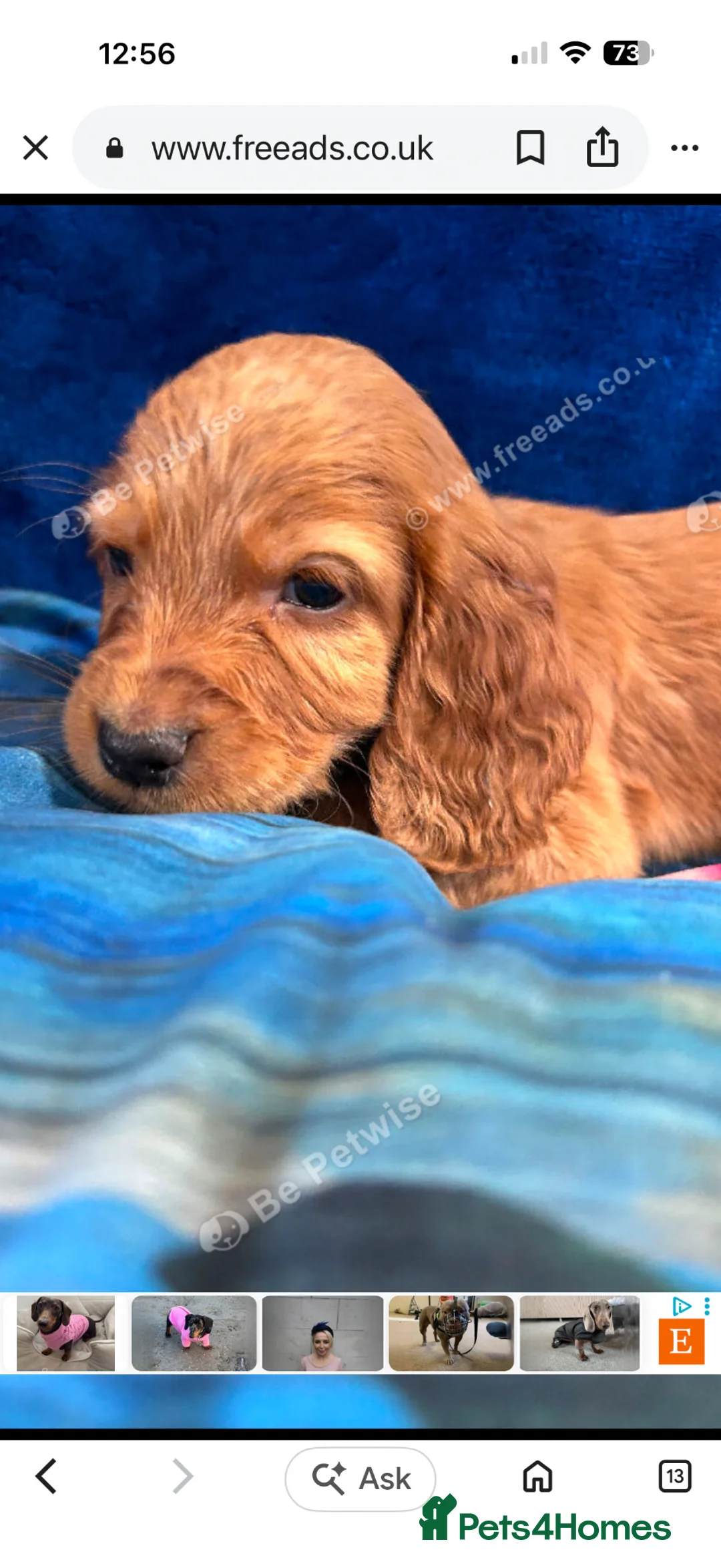 Cocker Spaniel dogs for sale: Working cocker Spaniel puppies  - Advert 2
