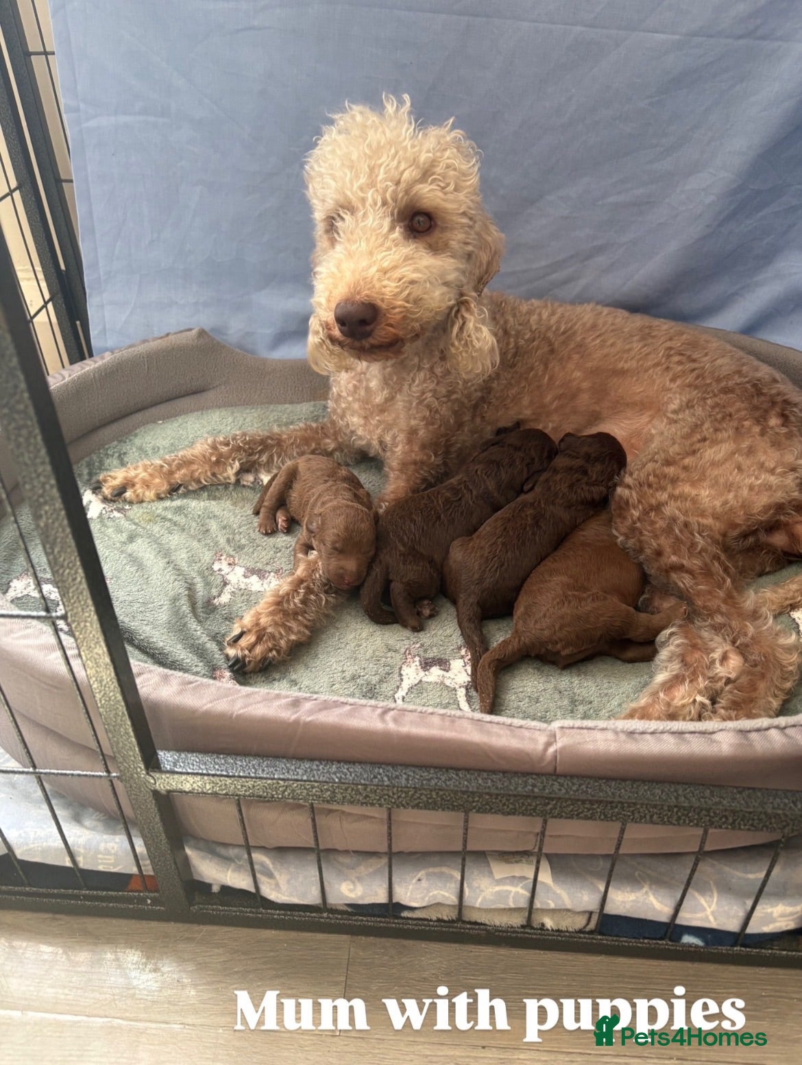 Bedlington Terrier dogs K.C Registered Liver Bedlington Terriers Puppies  - Advert 1