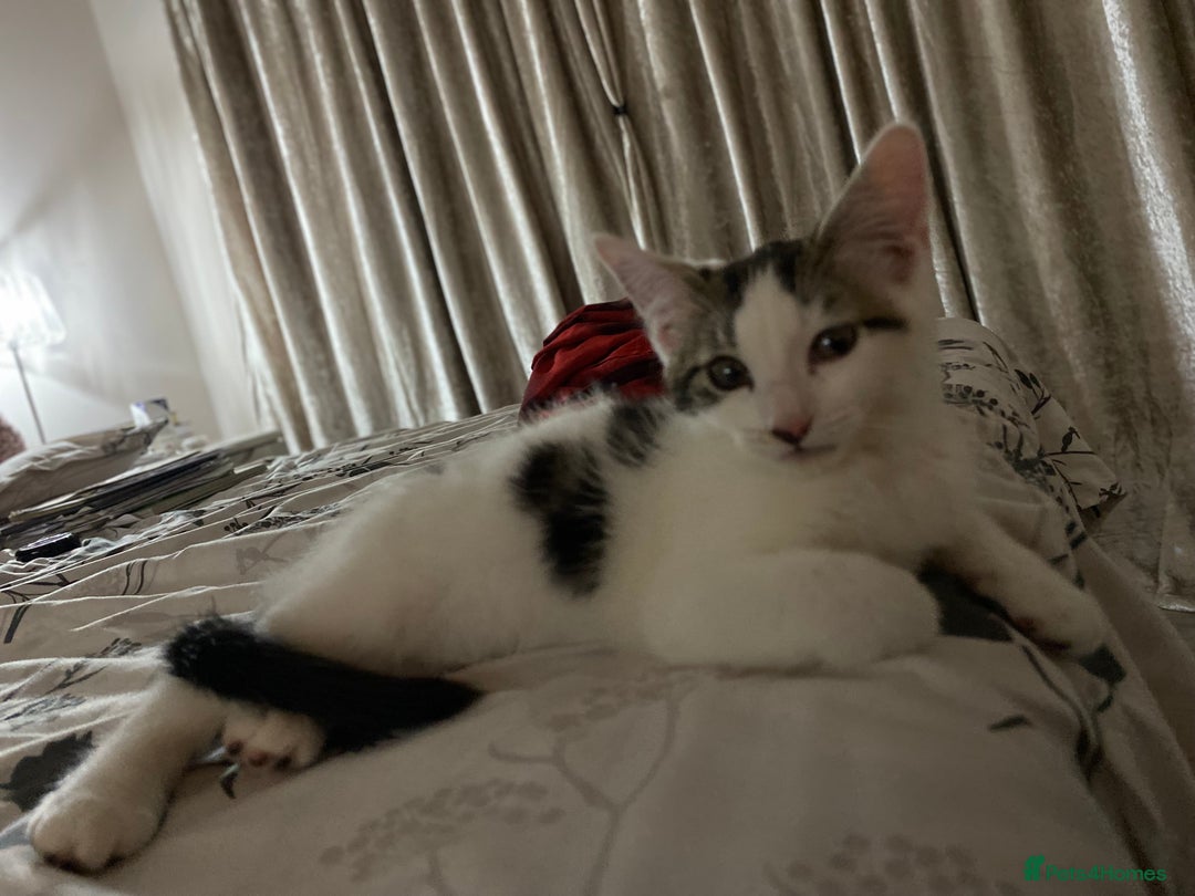 Mixed Breed cats for sale: Beautiful cat half breed (female) - Advert 10