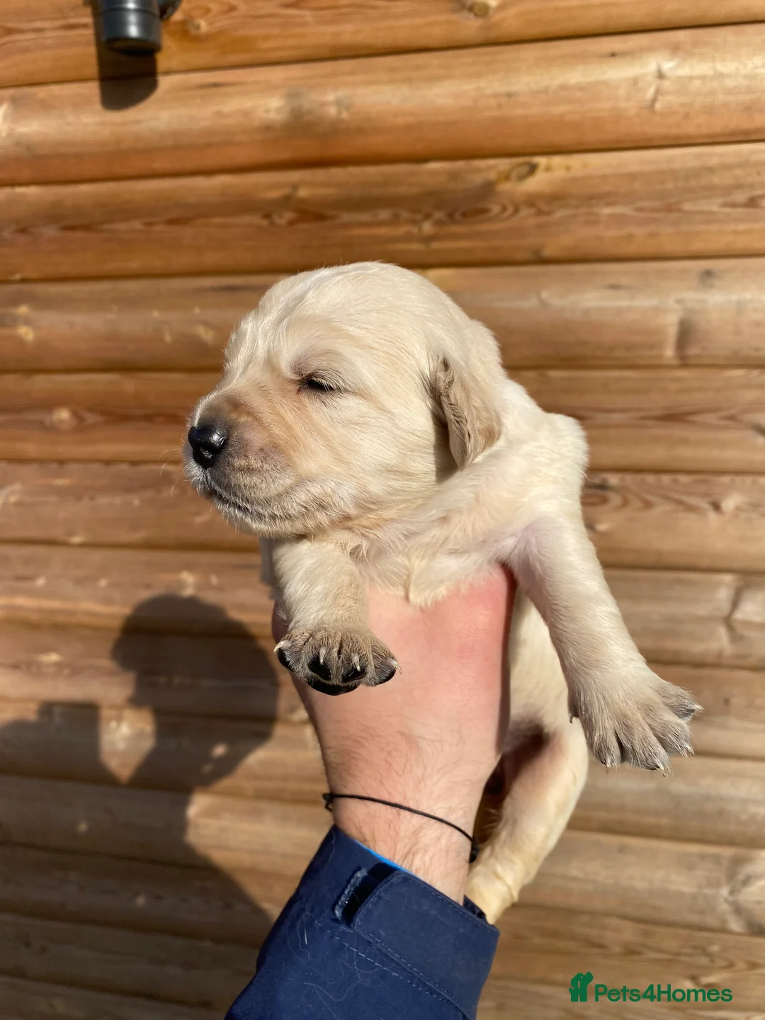 Golden Retriever dogs for sale: 💛🤍 5 Star ⭐️🐶 Golden Retriever Pups 🐶 🌟🤍💛 - Advert 31