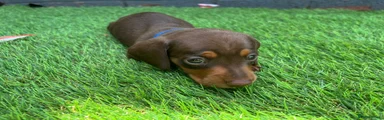 Miniature Dachshund 1