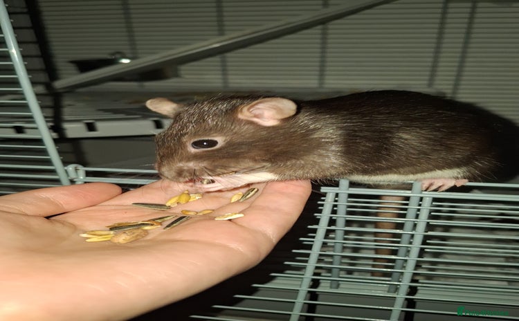 Rat rodents - Advert 3