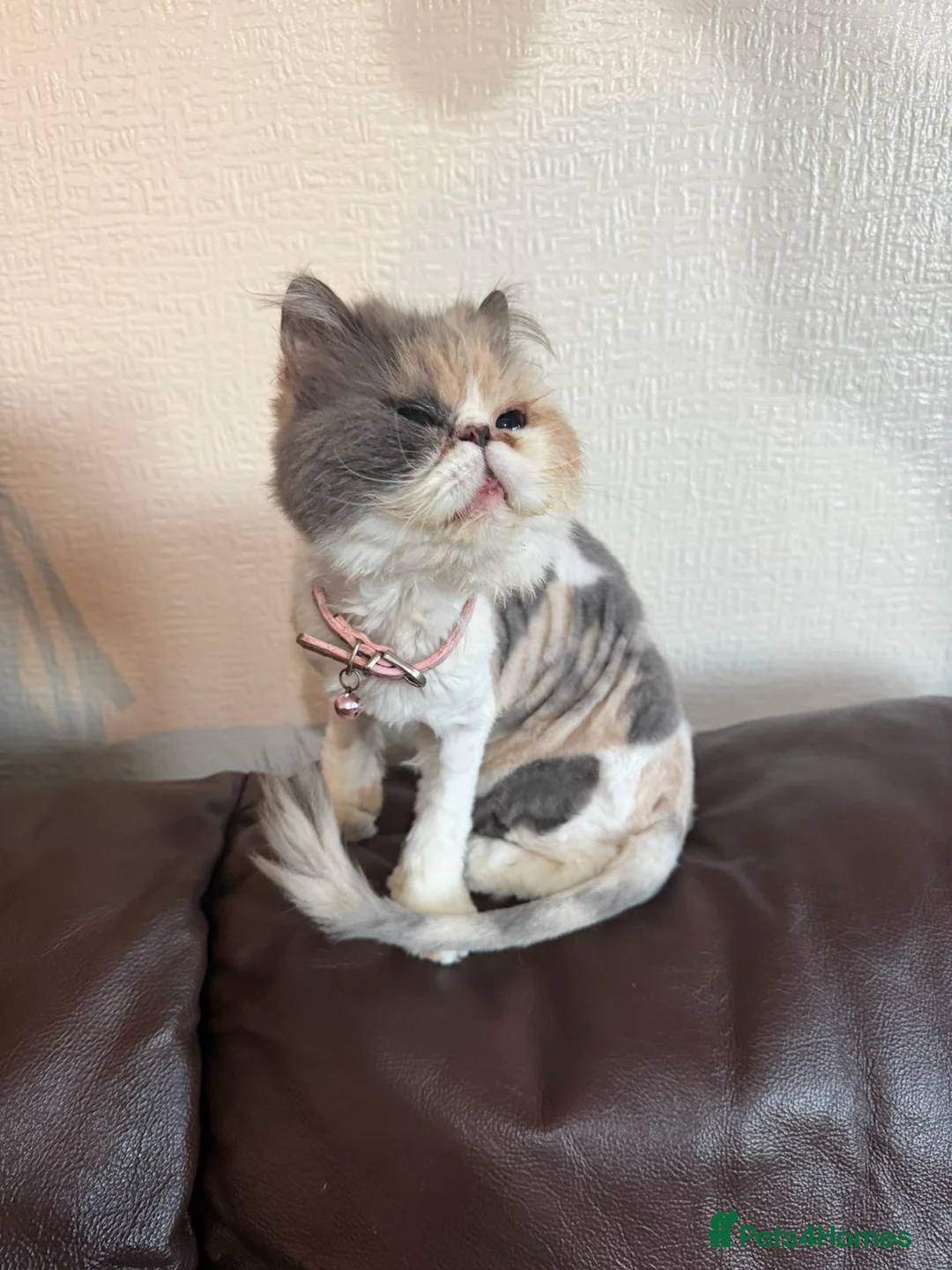 Persian cats for sale: Female Persian cat  - Advert 2