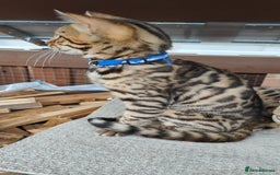 Bengal cats for sale: 1no. Female & 1no. Male Bengal Kittens available - Image 15