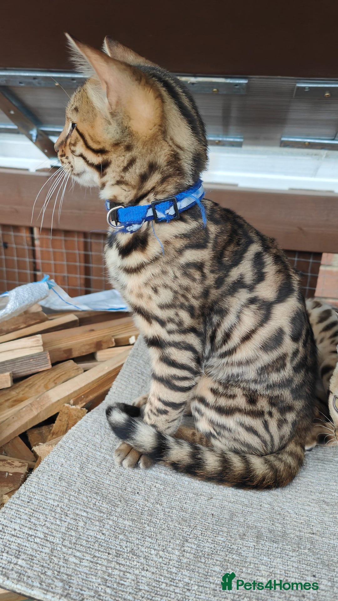 Bengal cats for sale: 1no. Female & 1no. Male Bengal Kittens available - Image 15