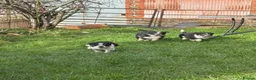 Border Collie dogs for sale: Border collie pups ready from 20th February  - Advert 20