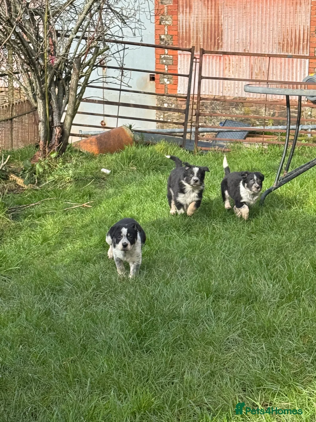 Border Collie dogs for sale: Border collie pups ready from 20th February  - Advert 20
