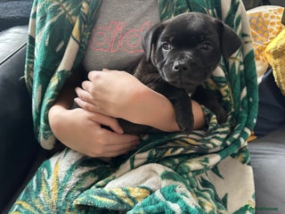 Staffordshire Bull Terrier dogs Champion bloodline blackbrindle Staffy pups kc - Advert 6