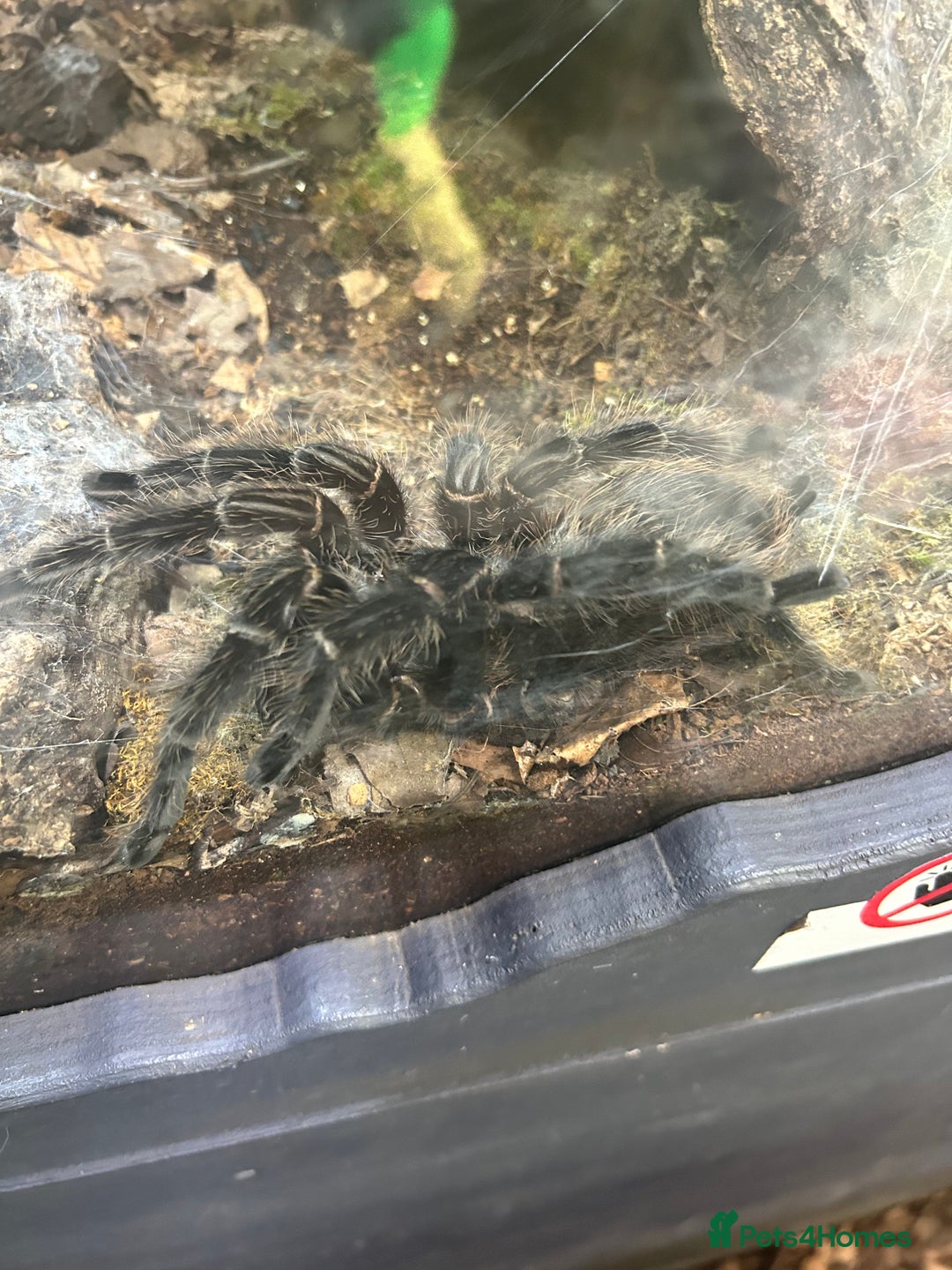 Spiders invertebrates for sale: Spiders and set ups  - Advert 10