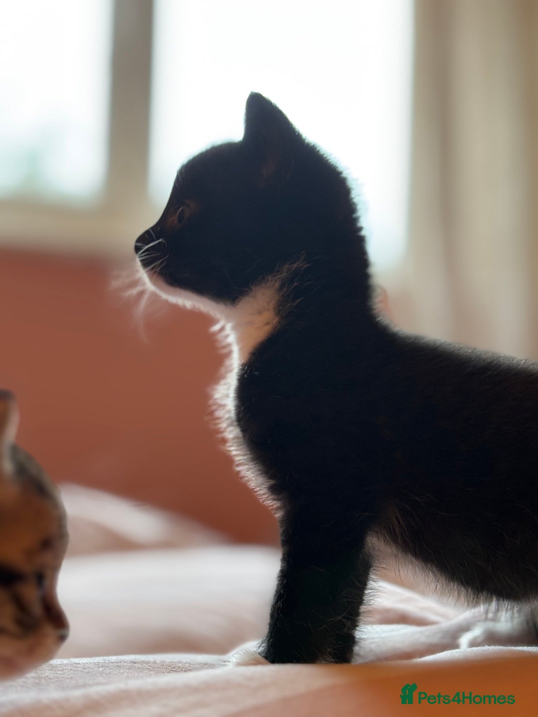 Mixed Breed cats for sale: Beautiful happy kittens ready for forever homes - Image 4