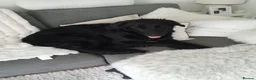 Golden Shepherd dogs for sale: ​Jet Black Golden Shepherd Needs Only-Dog Home in Thetford - Advert 4