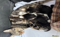 Mixed Breed cats for sale: 3 Male kittens  - Image 4