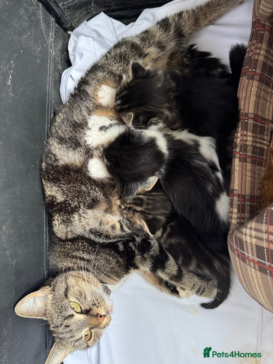 Mixed Breed cats for sale: 3 Male kittens  - Image 4