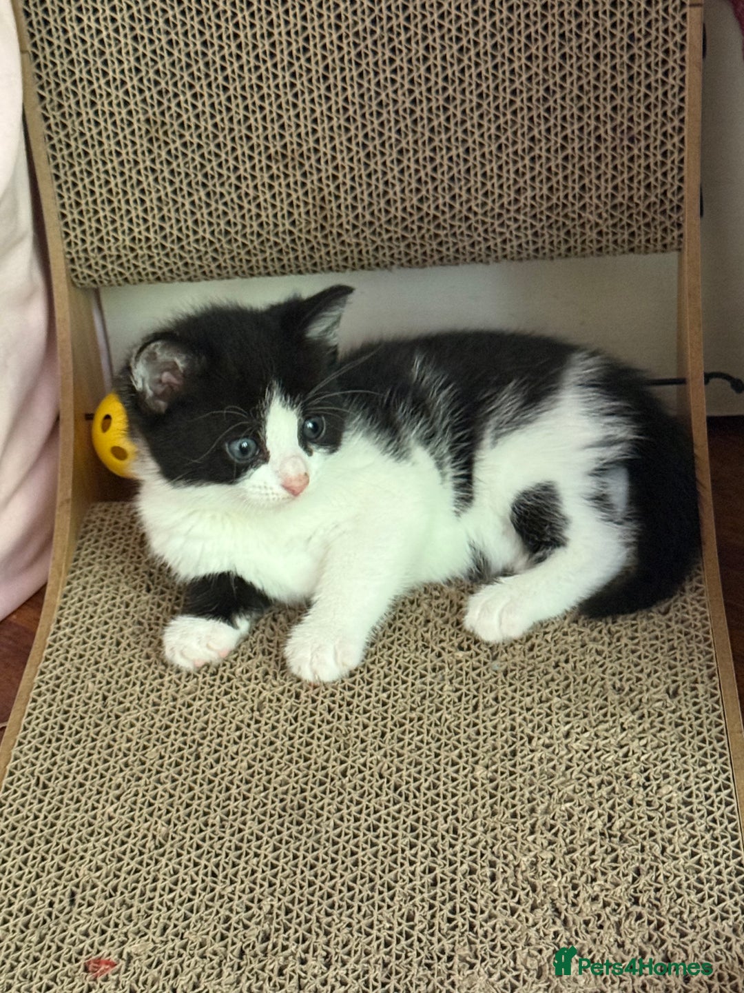 British Shorthair cats for sale: Kittens for sale - Image 30