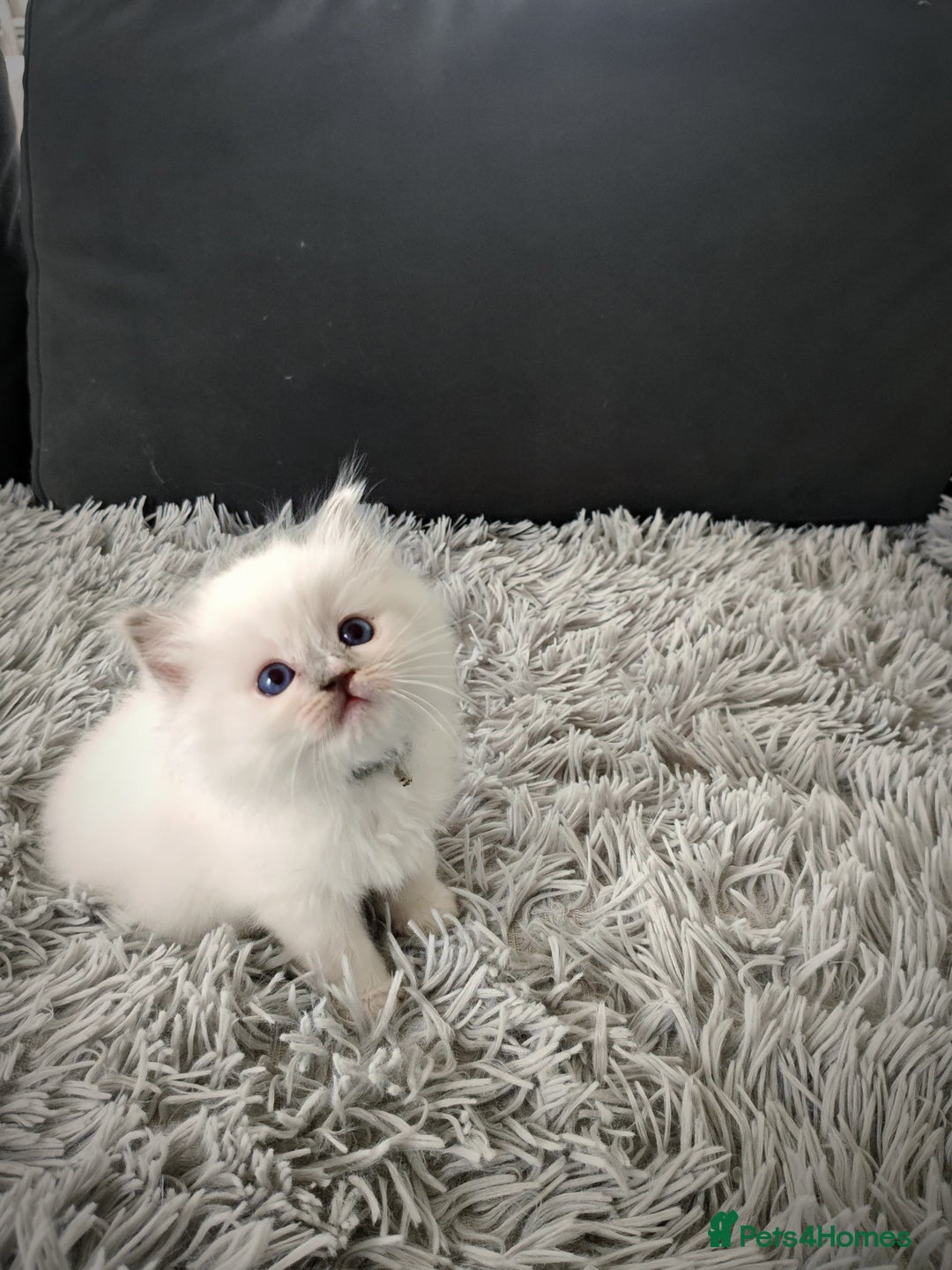 Ragdoll cats for sale: Ready Pedigree Lilac (Rare) Ragdoll Kittens - Image 5