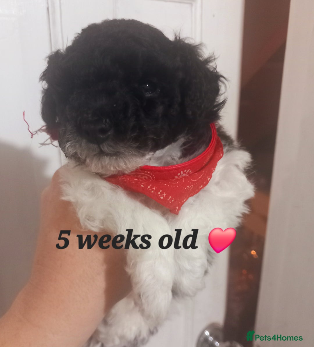 Toy Poodle dogs for sale: **1 PARTI BOY AVAILABLE**READY 21st DECEMBER** - Advert 7