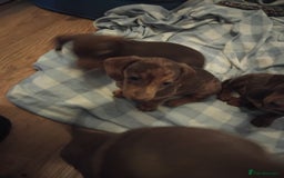 Dachshund dogs for sale: 4 lovely little sausage dogs  - Image 5