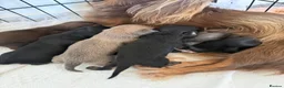 Miniature Dachshund dogs for sale: Long haired miniature dachshund  - Advert 5
