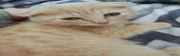 Scottish Fold cats for sale: Scottish folds  - Advert 13