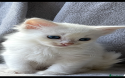 Ragdoll cats for sale: Stunning Ragdoll kittens super affectionate  - Image 23