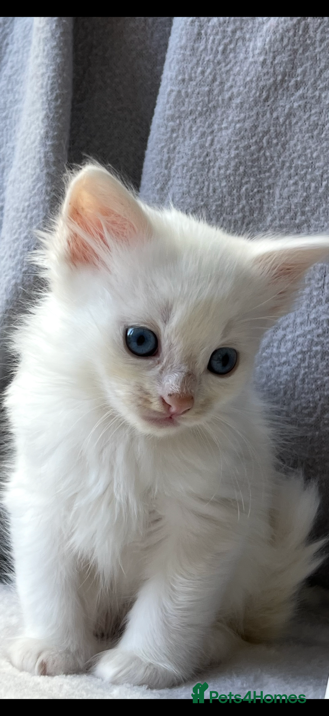 Ragdoll cats for sale: Stunning Ragdoll kittens super affectionate  - Image 23