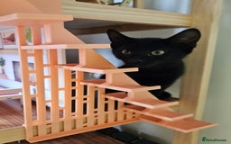 Mixed Breed cats for sale: Boy and girl beautiful cats  - Image 2