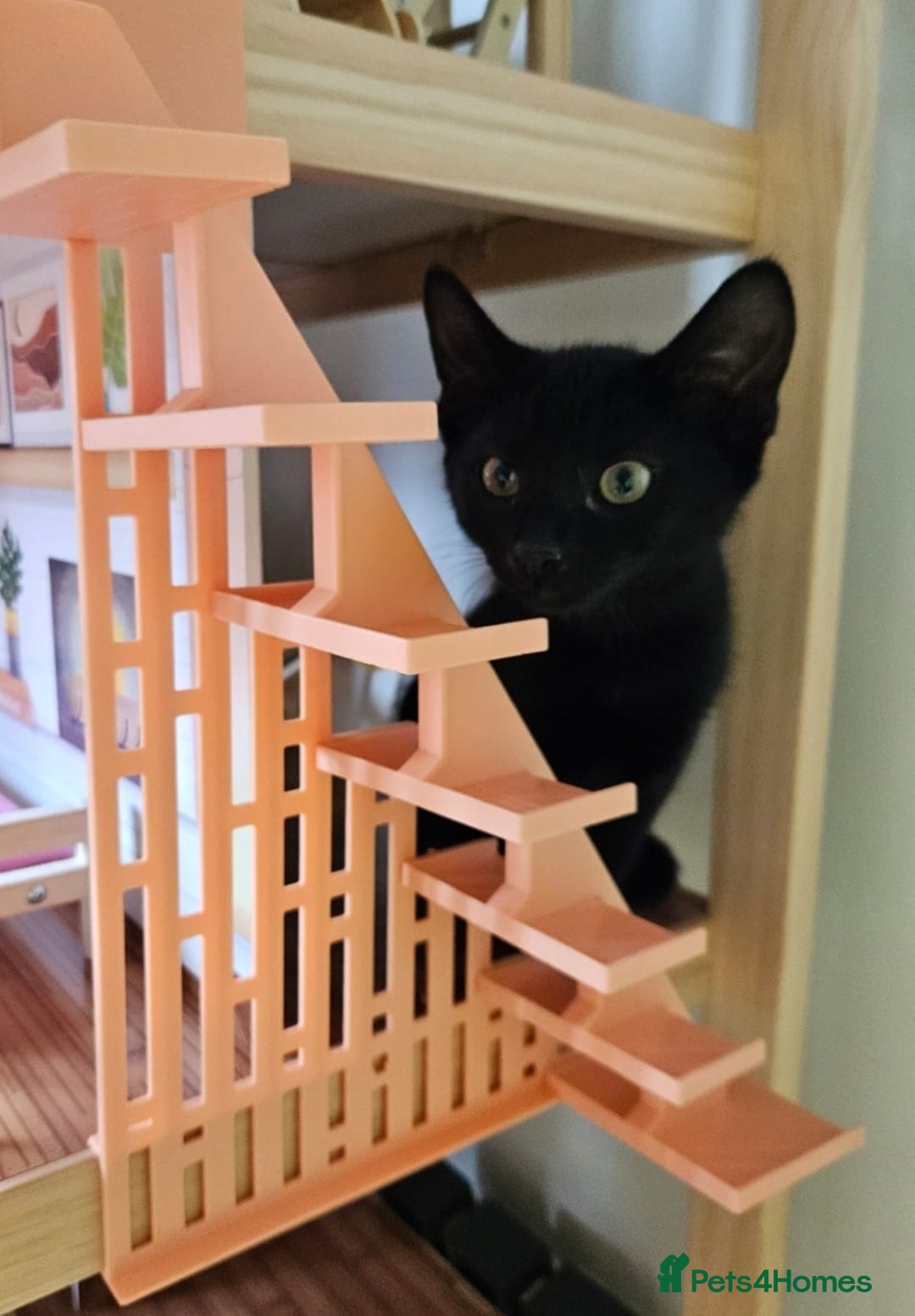Mixed Breed cats for sale: Boy and girl beautiful cats  - Image 2