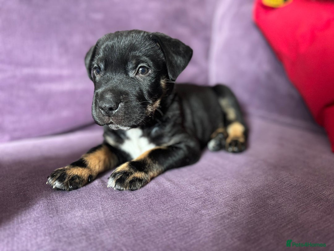 Mixed Breed dogs for sale: Staffy cross German shepherd/Shar-pei  - Image 3