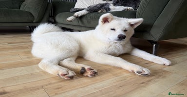 Japanese Akita Inu dogs in Northampton - Advert 7