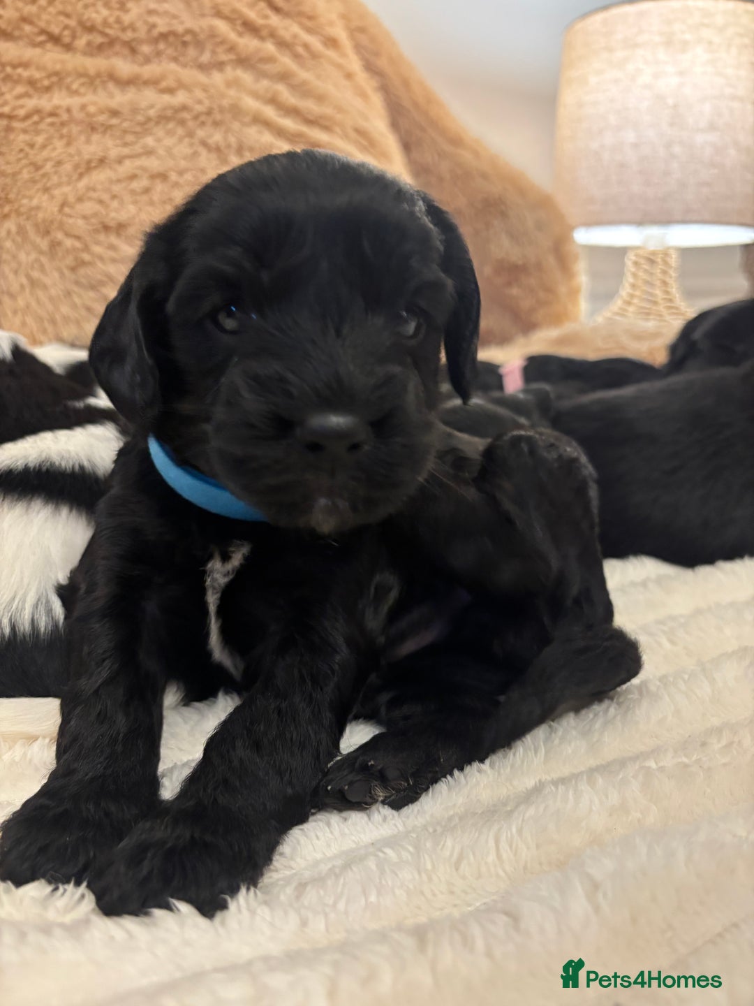 Mixed Breed dogs for sale: Cocker Sproodle Puppies ready 16/12 - Advert 9