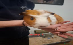 Guinea Pig rodents for sale: 13 guinea pigs mixed breed - Advert 8