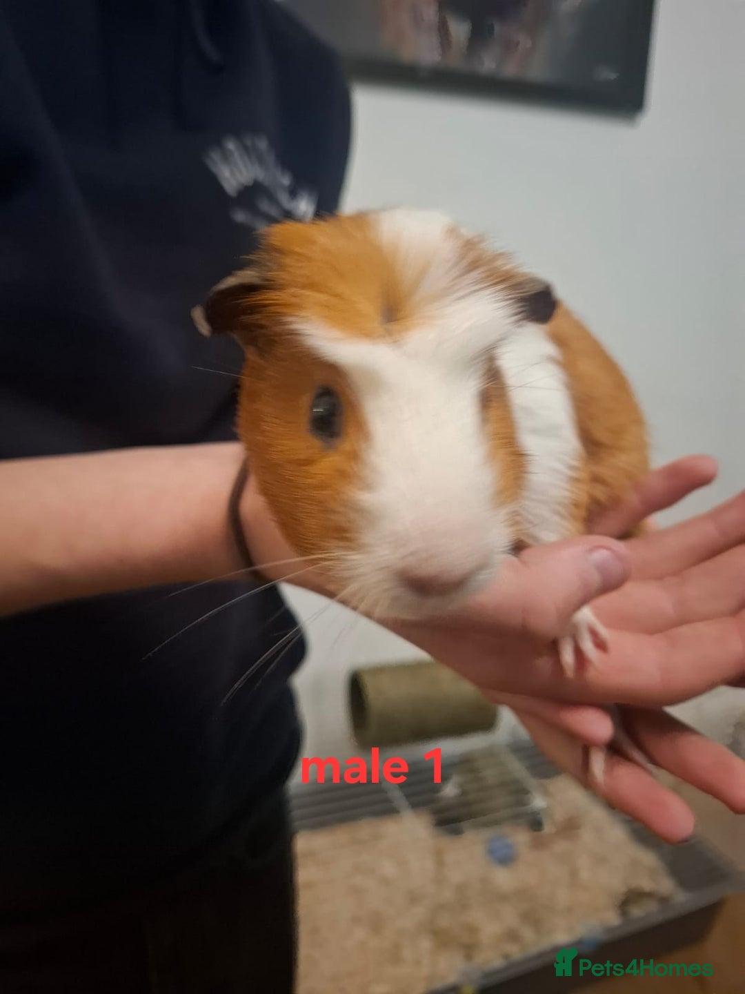 Guinea Pig rodents for sale: 13 guinea pigs mixed breed - Advert 8