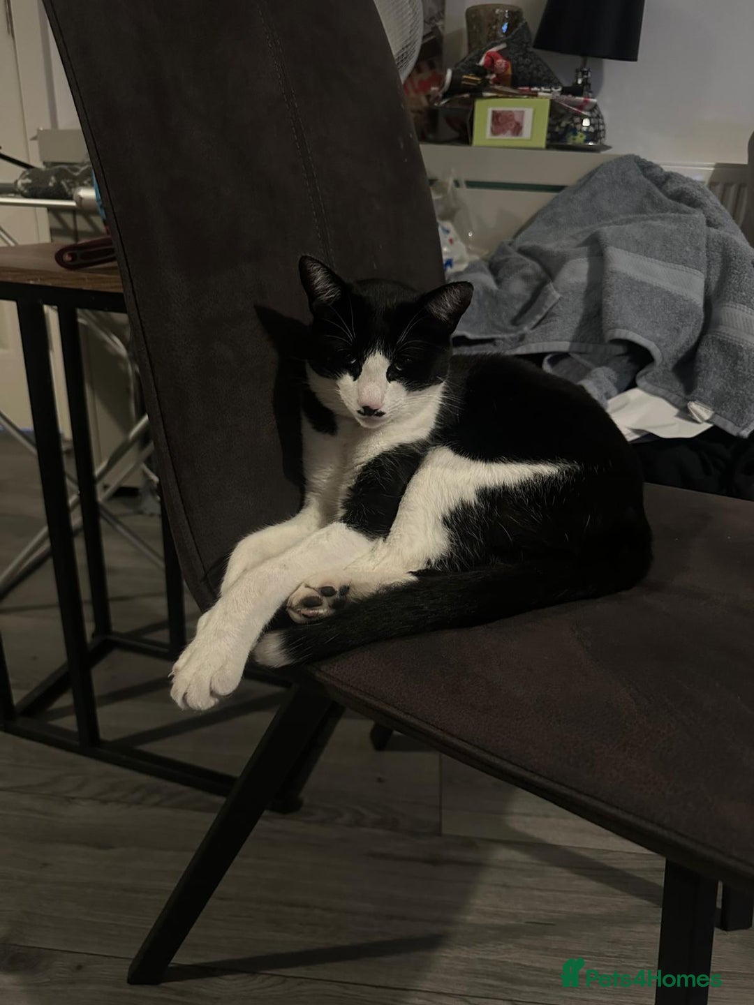 Domestic Shorthair cats for sale: Meemee the Three year old cat  - Image 5