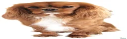 Cavapoo dogs for sale: F1 cavapoos  - Advert 11