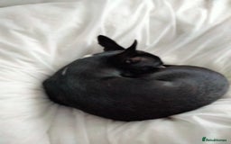 Chihuahua dogs for sale: 10 month old Male Chihuahua neutered  - Image 2