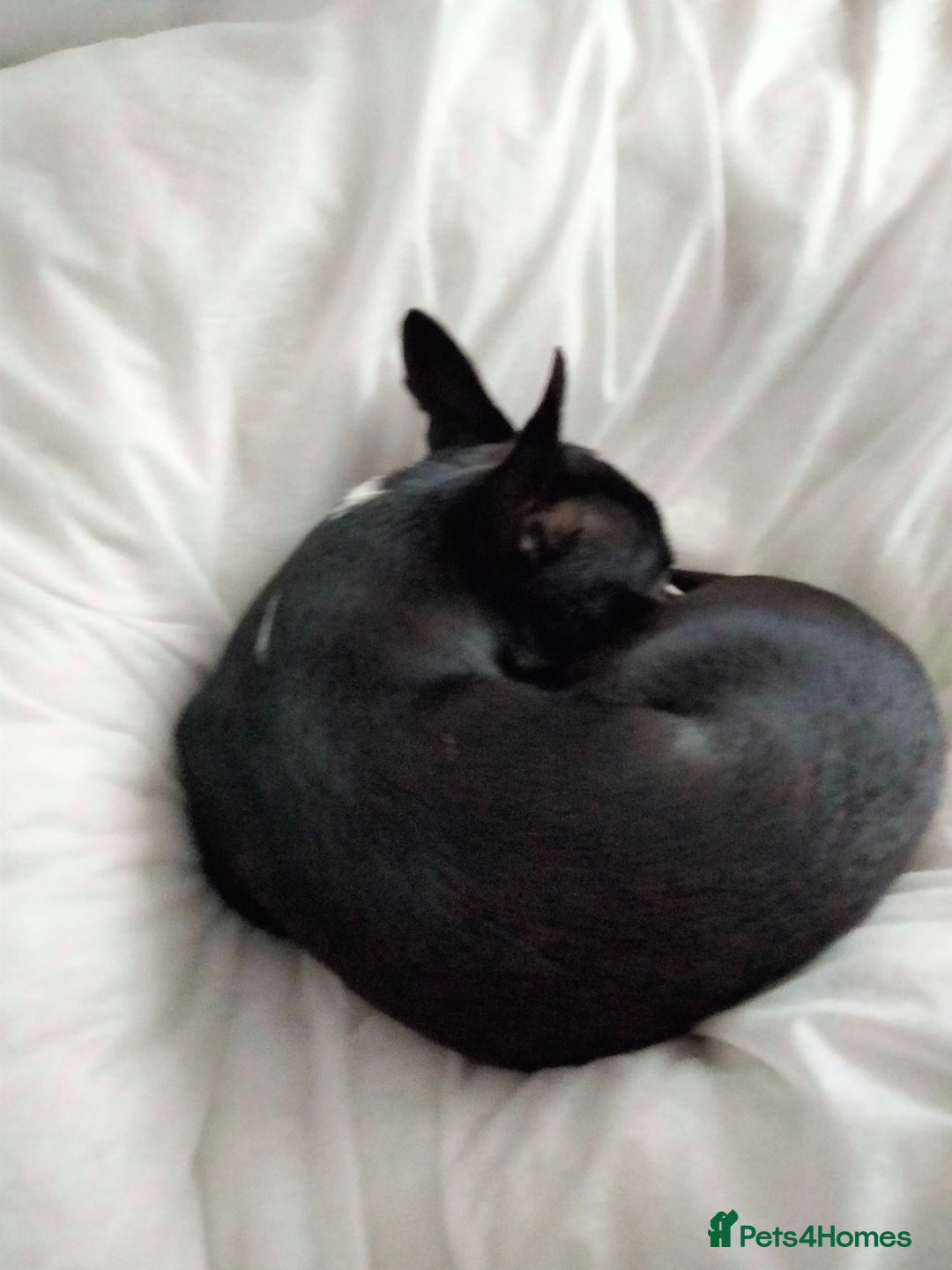 Chihuahua dogs for sale: 10 month old Male Chihuahua neutered  - Image 2