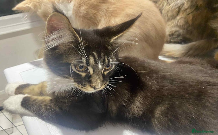 Maine Coon cats - Advert 4